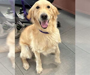 Medium Golden Retriever