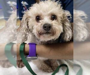 Poodle (Standard) Dogs for adoption in Riverside, CA, USA