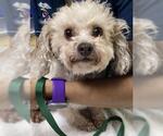 Small Poodle (Standard)