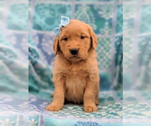Golden Retriever Puppy for sale in NARVON, PA, USA