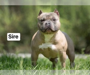 Father of the American Bully puppies born on 06/05/2022
