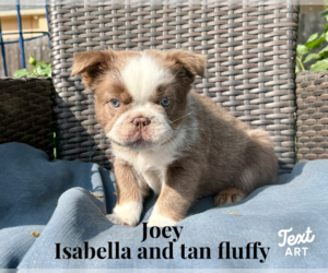 French Bulldog Puppy for sale in SAN ANTONIO, TX, USA