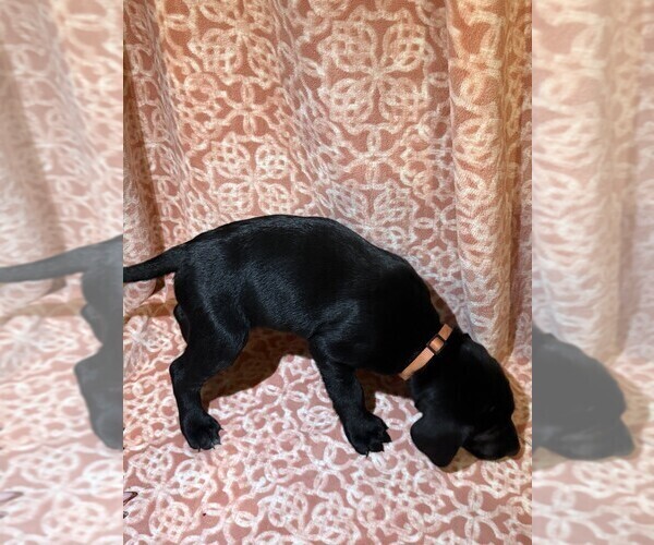 Medium Photo #21 Labmatian Puppy For Sale in ANTIOCH, CA, USA