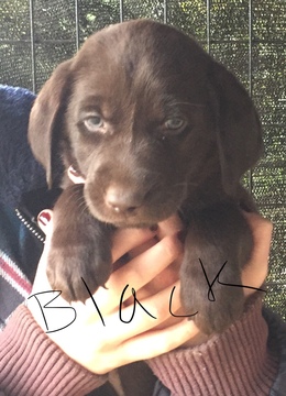 Medium Photo #1 Labrador Retriever Puppy For Sale in BOW, WA, USA