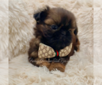 Puppy Baller Shih Tzu