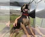 Small #1 Beagle Mix