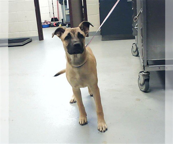 Medium Photo #1 Black Mouth Cur-Unknown Mix Puppy For Sale in Fayetteville, NC, USA