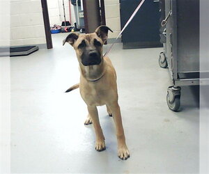 Black Mouth Cur-Unknown Mix Dogs for adoption in Fayetteville, NC, USA
