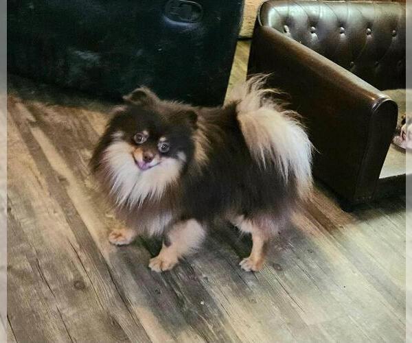 Medium Photo #1 Pomeranian Puppy For Sale in MABANK, TX, USA