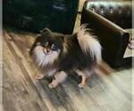 Small Photo #1 Pomeranian Puppy For Sale in MABANK, TX, USA