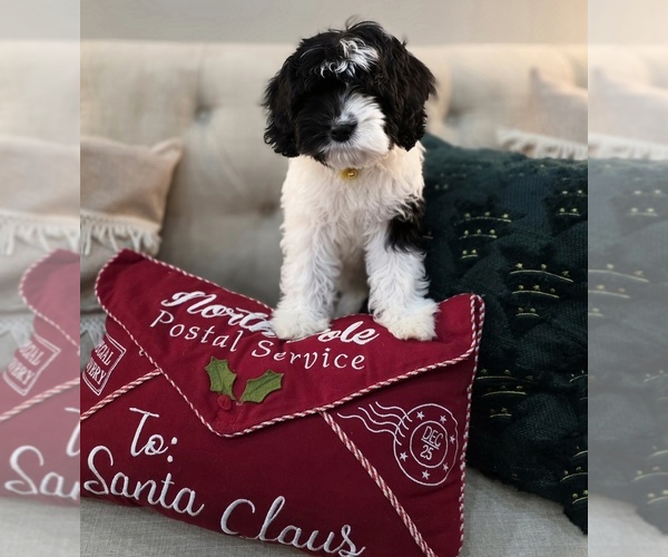 Medium Photo #2 Cavapoo (Miniature) Puppy For Sale in CITRUS HEIGHTS, CA, USA