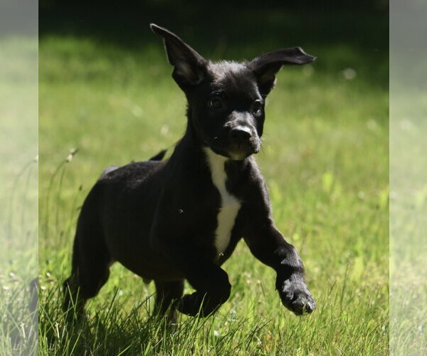Medium Photo #6 Shepweiller Puppy For Sale in Mechanicsburg, PA, USA