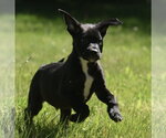 Small #5 Shepweiller