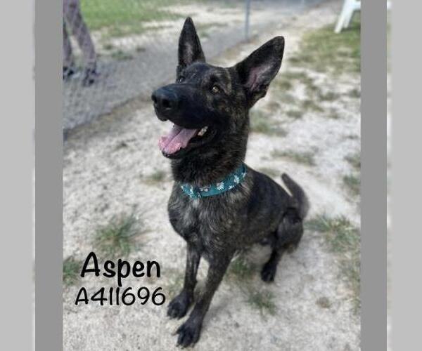 Medium Photo #2 Dutch Shepherd -Unknown Mix Puppy For Sale in Conroe, TX, USA