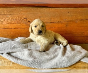 Golden Retriever Puppy for sale in YELM, WA, USA