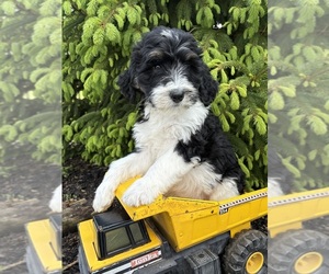 Bernedoodle Puppy for sale in MIDDLEBURY, IN, USA