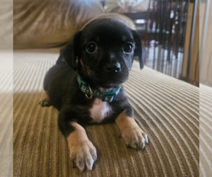 Chihuahua-Unknown Mix Dogs for adoption in OKLAHOMA CITY, OK, USA