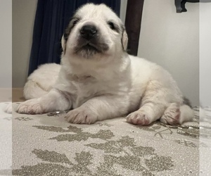 Great Pyrenees Puppy for sale in SALEM, CT, USA
