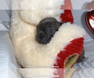 PuppyFinder.com - View Ad: Listing Puppy for Sale ADN ...