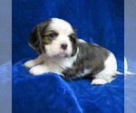 Small Photo #4 Cavalier King Charles Spaniel Puppy For Sale in NORWOOD, MO, USA