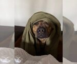 Small #1 Boxer Mix
