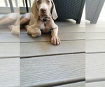 Small Photo #8 Weimaraner Puppy For Sale in BLOOMINGTON, IN, USA