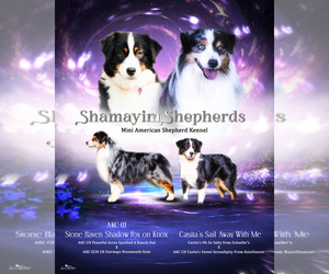 Mother of the Miniature American Shepherd puppies born on 11/27/2024