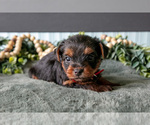 Small #2 Yorkshire Terrier