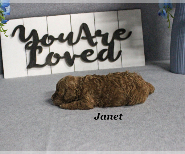 Medium Photo #3 Poodle (Toy) Puppy For Sale in CHANUTE, KS, USA