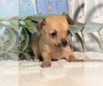 Small #14 Chihuahua