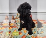 Small Photo #2 Goldendoodle Puppy For Sale in S HARRISN TWP, NJ, USA