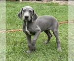 Image preview for Ad Listing. Nickname: Litter of 4