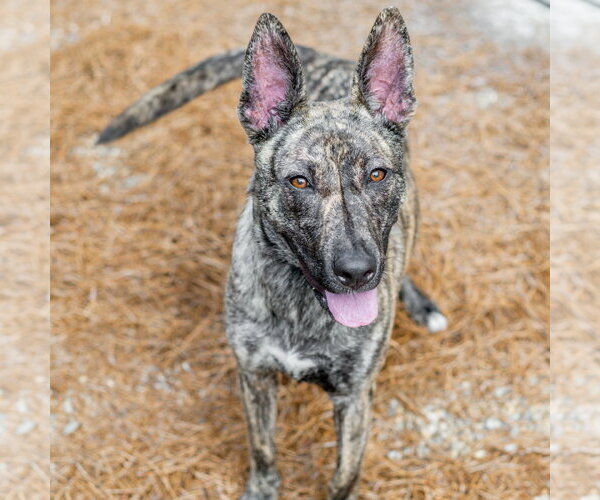 Medium Photo #1 Pharaoh Hound-Unknown Mix Puppy For Sale in Hilton Head, SC, USA