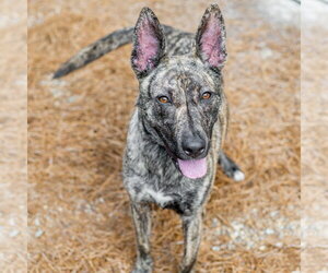 Pharaoh Hound-Unknown Mix Dogs for adoption in Hilton Head, SC, USA