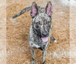 Terra - Female Pharaoh Hound-Unknown Mix Dog for Adoption - Small photo