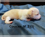 Puppy 4 Chihuahua