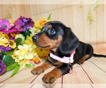 Small Photo #4 Dachshund Puppy For Sale in HAMMOND, IN, USA