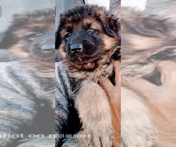 Medium Photo #7 King Shepherd Puppy For Sale in YUCCA VALLEY, CA, USA