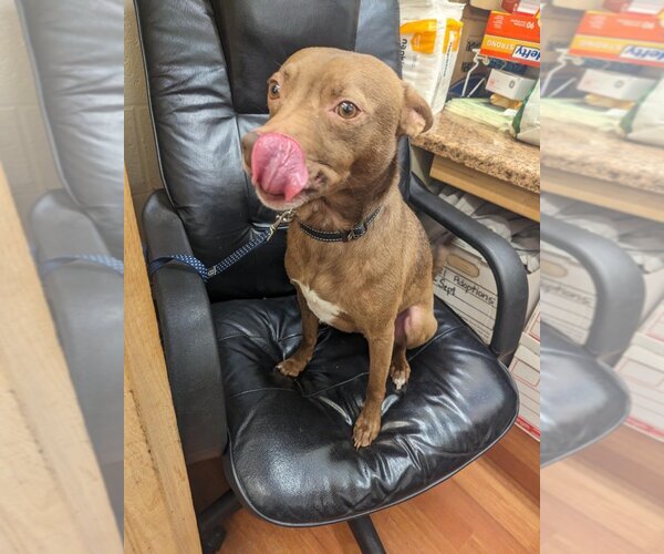 Medium Photo #3 Pharaoh Hound-Rat Terrier Mix Puppy For Sale in Richmond, IN, USA