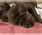 Small Photo #10 Labrador Retriever Puppy For Sale in TULSA, OK, USA