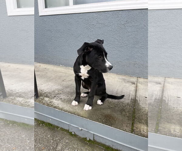 Medium Photo #3 American Pit Bull Terrier-Unknown Mix Puppy For Sale in Woodland, CA, USA
