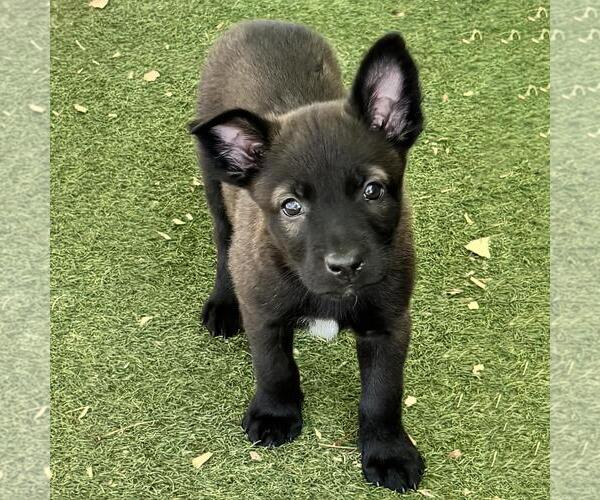 Medium Photo #8 Labrador Retriever-Unknown Mix Puppy For Sale in San Diego, CA, USA