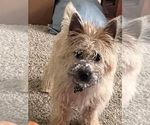 Small Photo #12 Cairn Terrier Puppy For Sale in WHITEWOOD, SD, USA