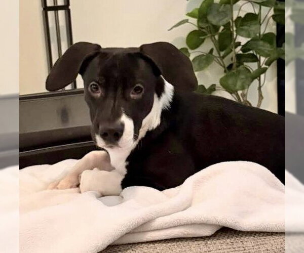 Medium Photo #1 Mutt Puppy For Sale in Bakersfield, CA, USA