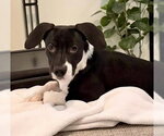 *AMELIA - Female Mutt Dog for Adoption - Small photo