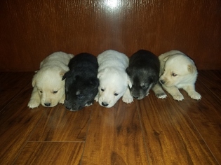 Goberian Puppy for sale in ATHOL, ID, USA