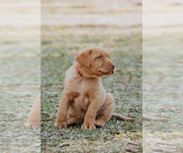 Medium Photo #1 Labrador Retriever Puppy For Sale in HAMPSTEAD, NC, USA