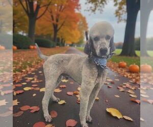 Mutt Dogs for adoption in Salt Lake City, UT, USA