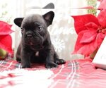 Small Photo #3 French Bulldog Puppy For Sale in GLADWYNE, PA, USA