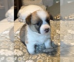 Small #2 Pembroke Welsh Corgi